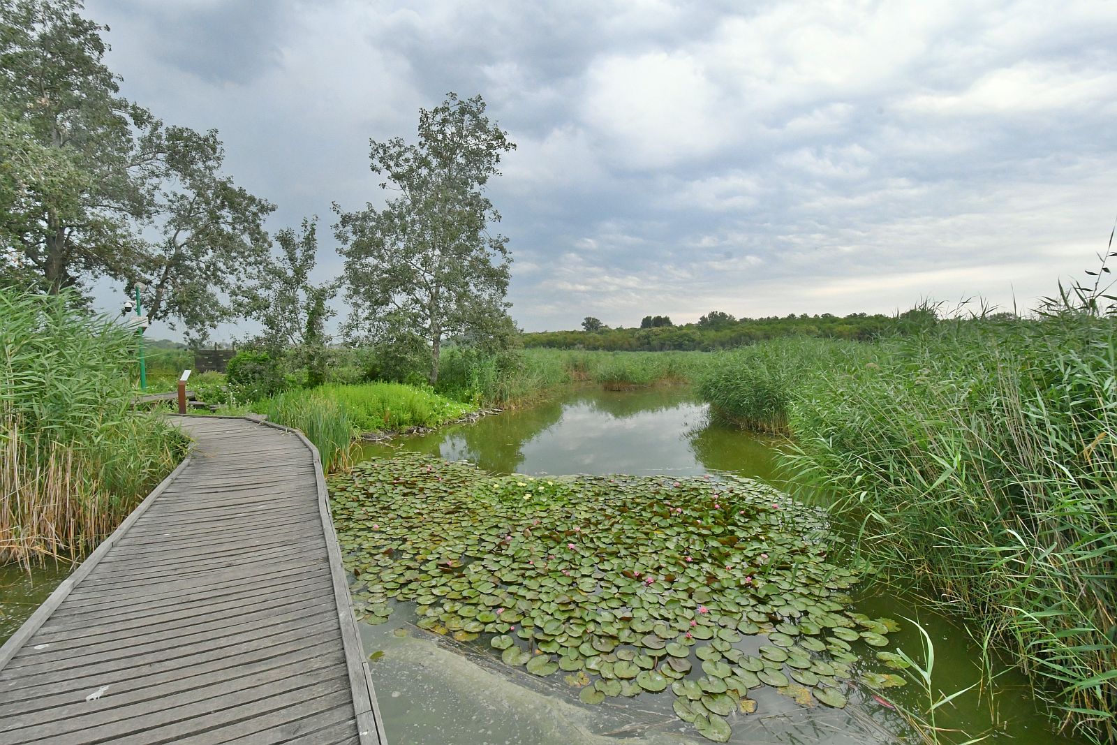 A Sóstón kánikulában is nagy a nyüzsgés – egyéni séta, vezetett túra, Vadvasárnap